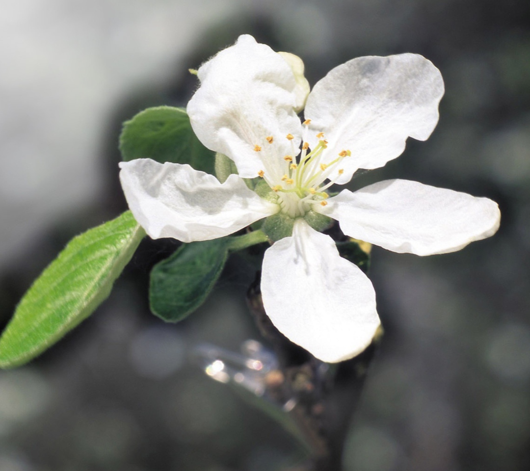 Spring Flower screenshot #1 1080x960
