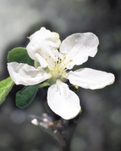 Spring Flower screenshot #1 176x220