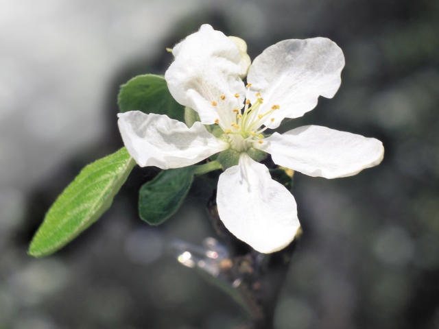 Fondo de pantalla Spring Flower 640x480