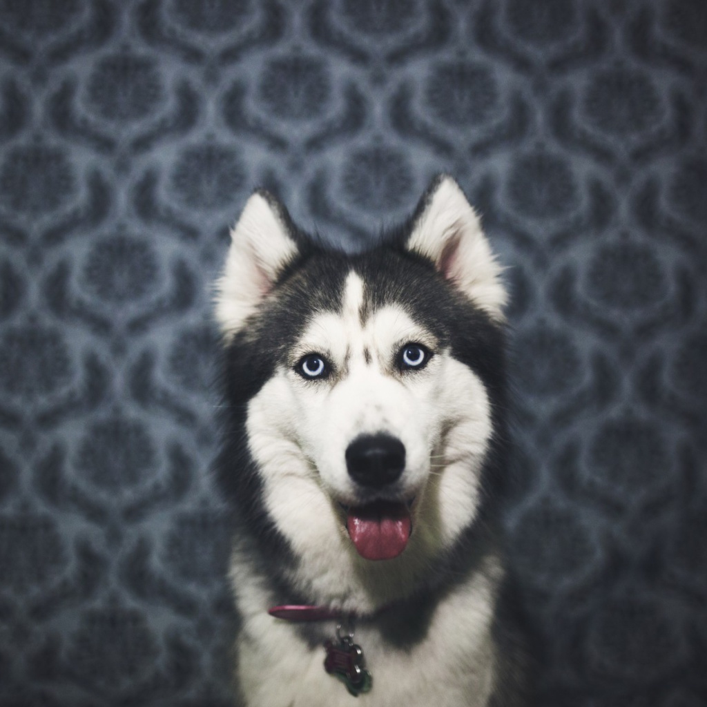 Das Husky Wallpaper 1024x1024