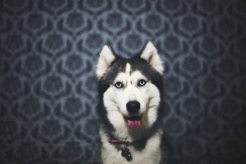 Fondo de pantalla Husky 480x320