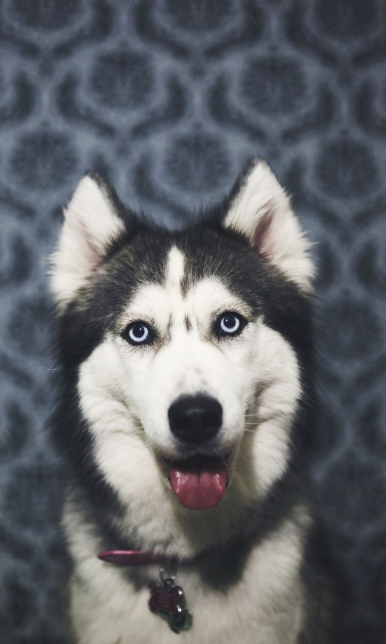 Husky wallpaper 768x1280