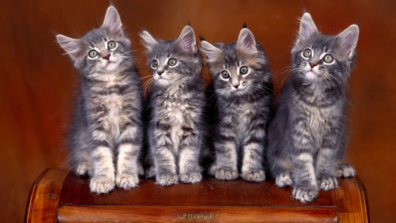 Sfondi Sweet Kittens 1280x720