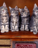 Sfondi Sweet Kittens 128x160