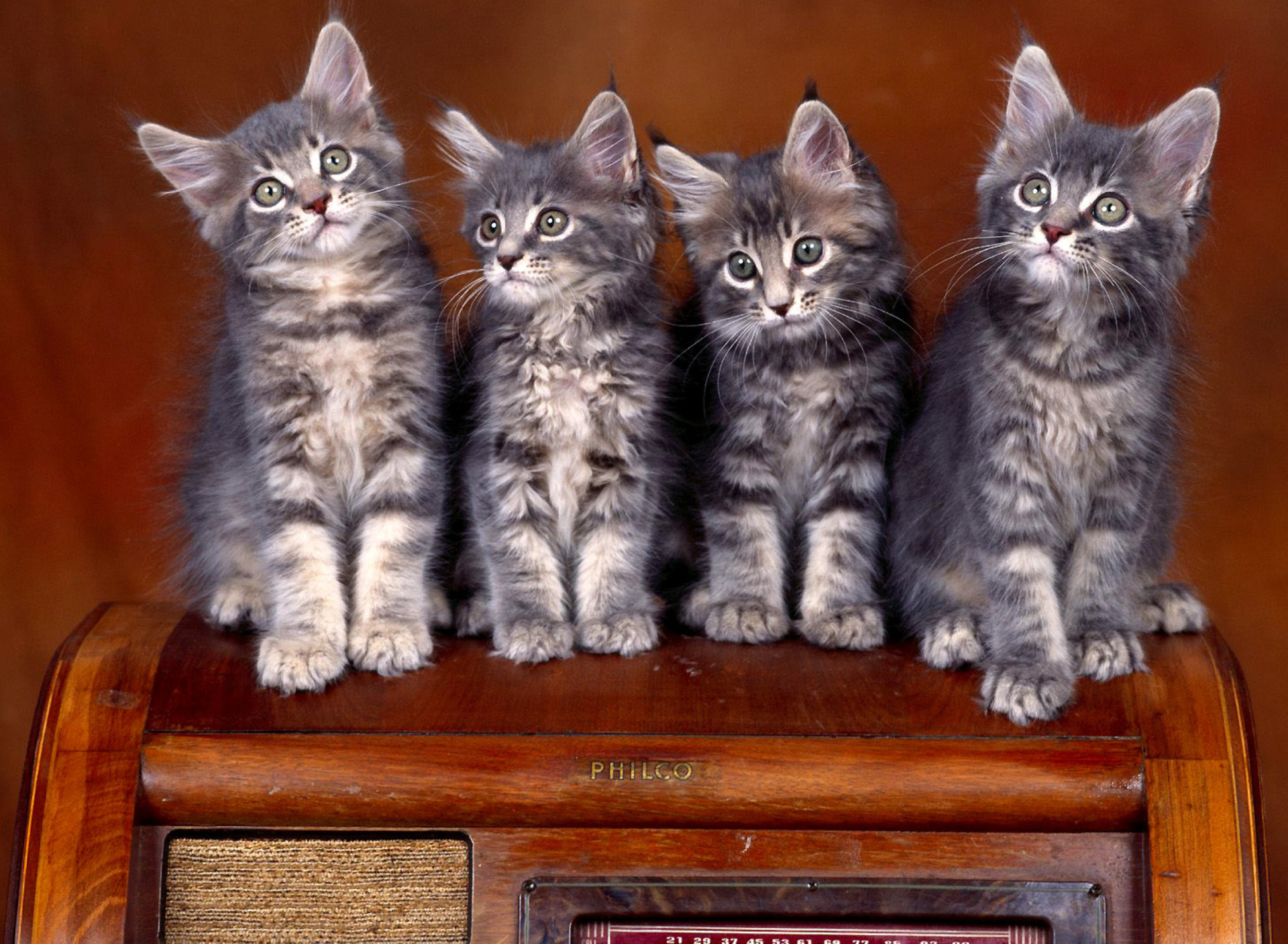 Fondo de pantalla Sweet Kittens 1920x1408