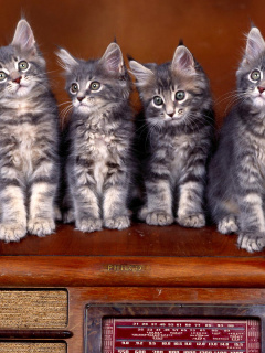 Sweet Kittens wallpaper 240x320