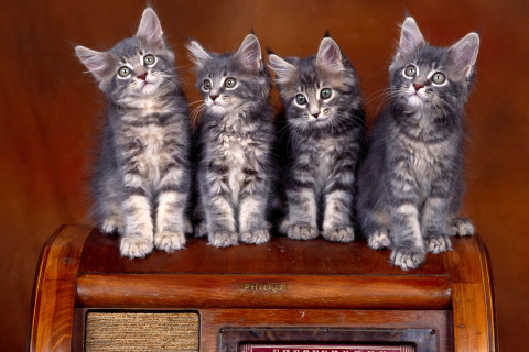 Das Sweet Kittens Wallpaper 480x320