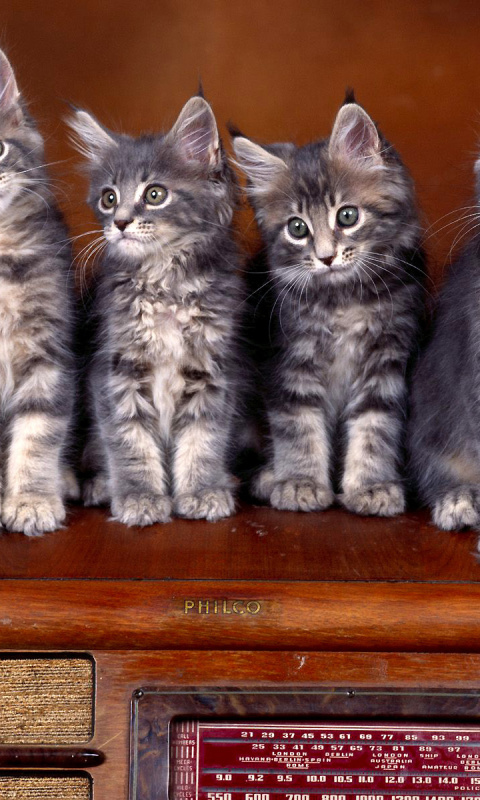 Sweet Kittens wallpaper 480x800