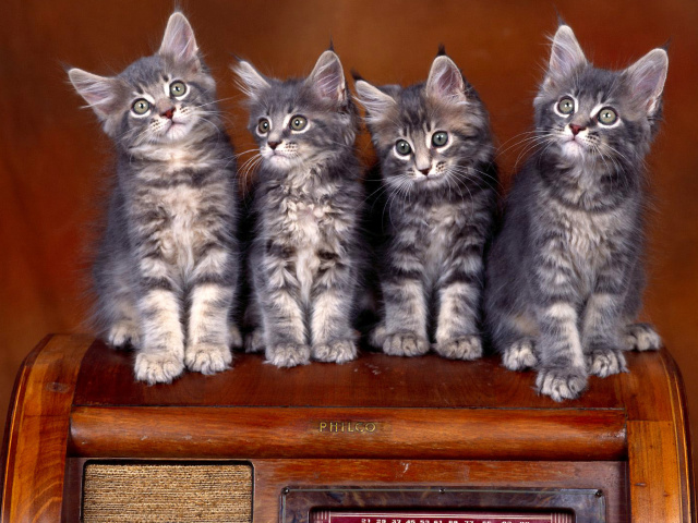 Sweet Kittens wallpaper 640x480
