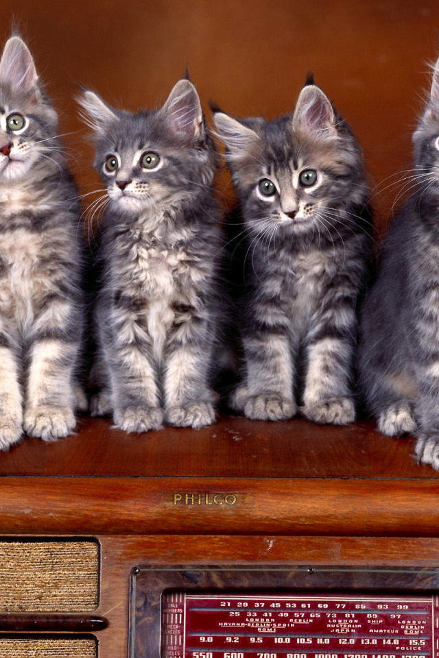 Sweet Kittens screenshot #1 640x960