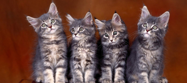Sweet Kittens wallpaper 720x320