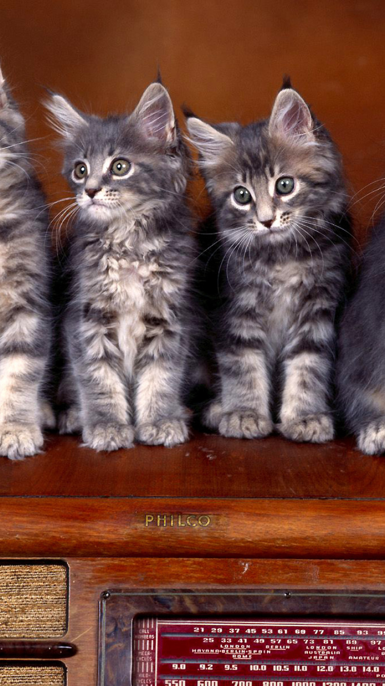 Sweet Kittens wallpaper 750x1334