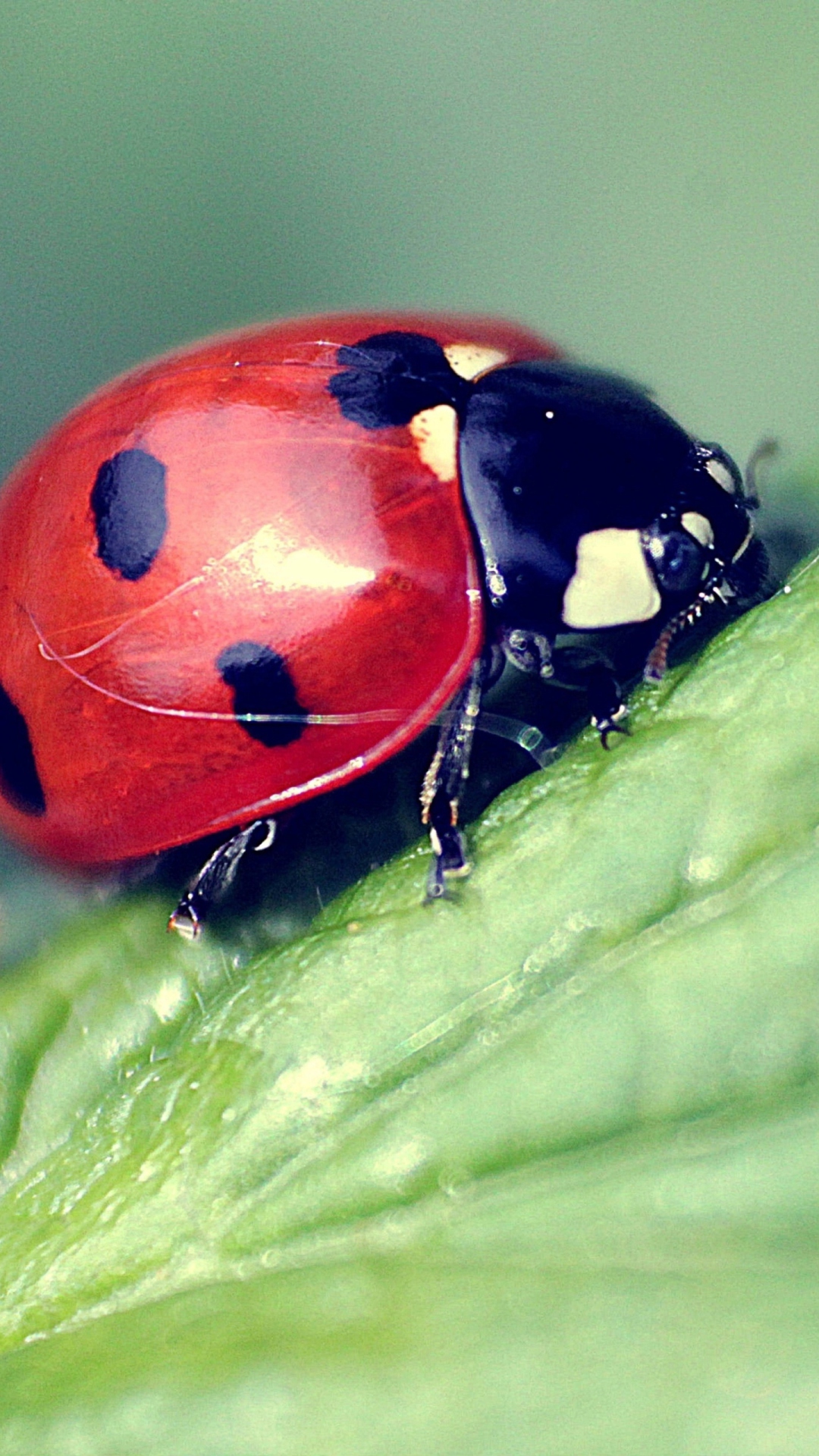 Обои Beautiful Ladybug Macro 1080x1920