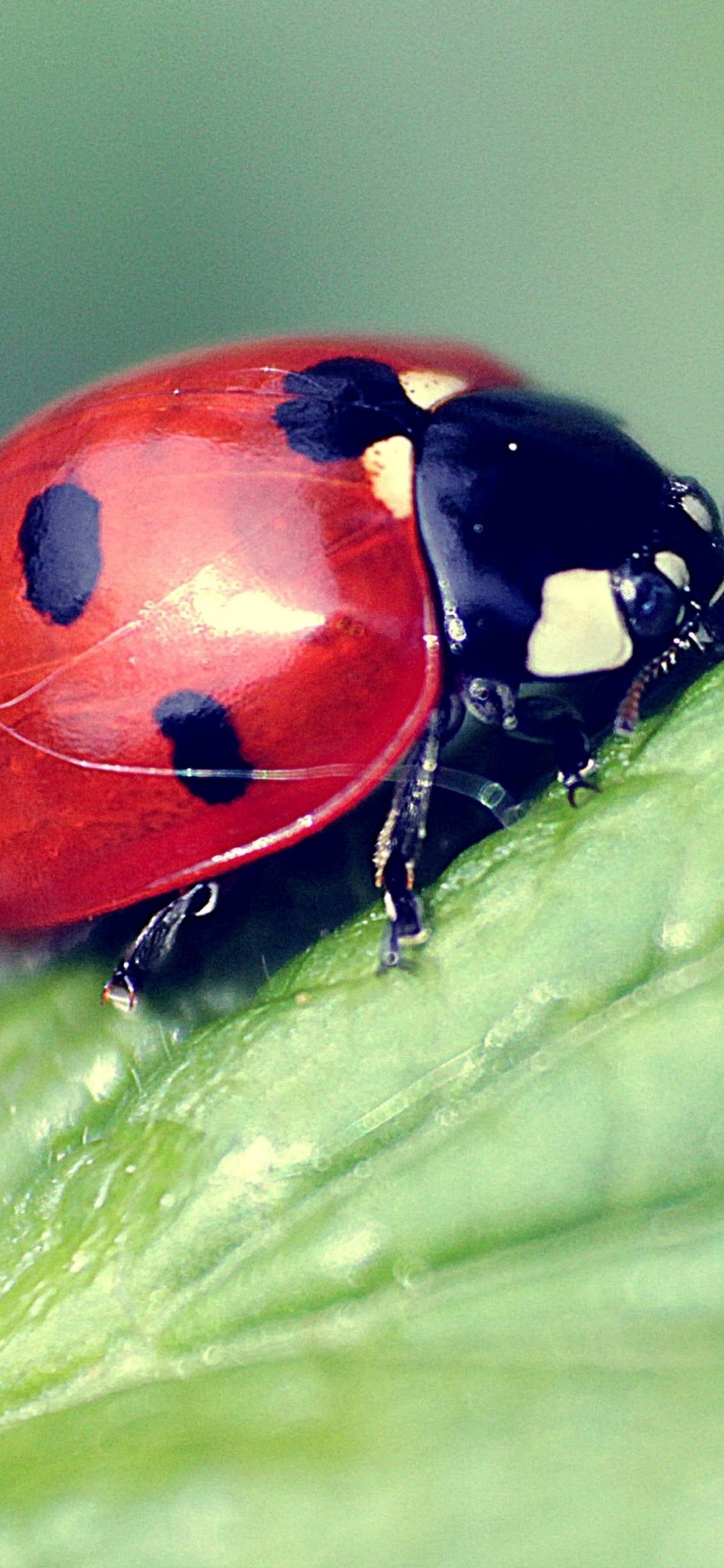 Обои Beautiful Ladybug Macro 1170x2532