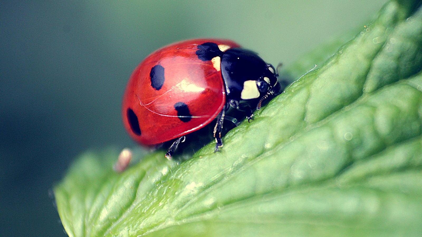 Sfondi Beautiful Ladybug Macro 1600x900