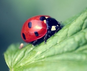 Beautiful Ladybug Macro wallpaper 176x144