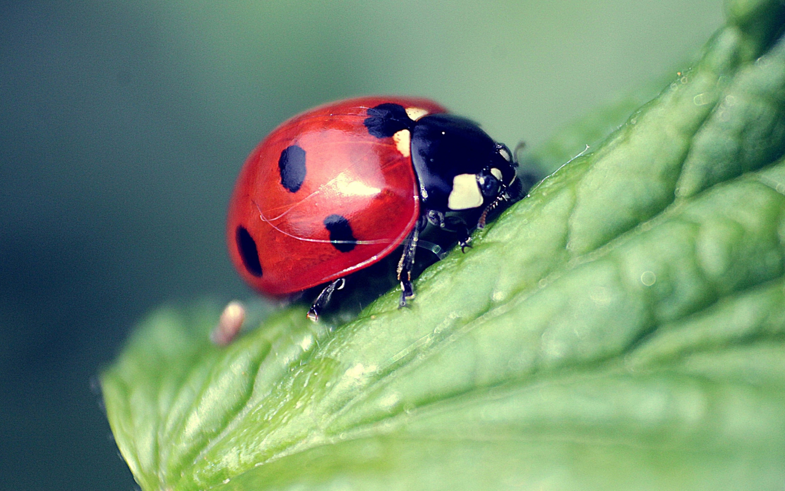 Fondo de pantalla Beautiful Ladybug Macro 2560x1600