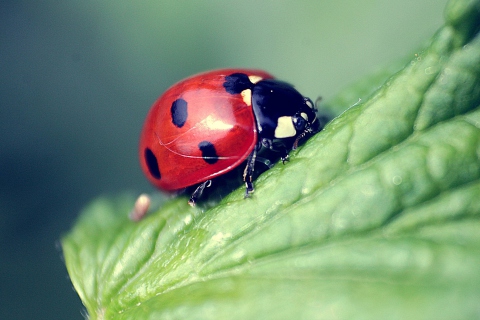 Fondo de pantalla Beautiful Ladybug Macro 480x320