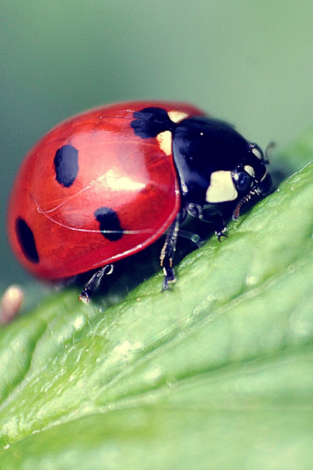 Обои Beautiful Ladybug Macro 640x960