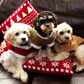Cute Unbelievably Puppies sfondi gratuiti per iPad mini