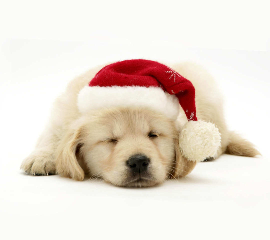 Das Christmas Dog Wallpaper 1080x960