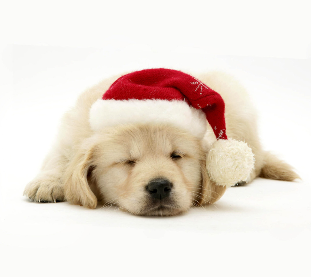 Fondo de pantalla Christmas Dog 1080x960