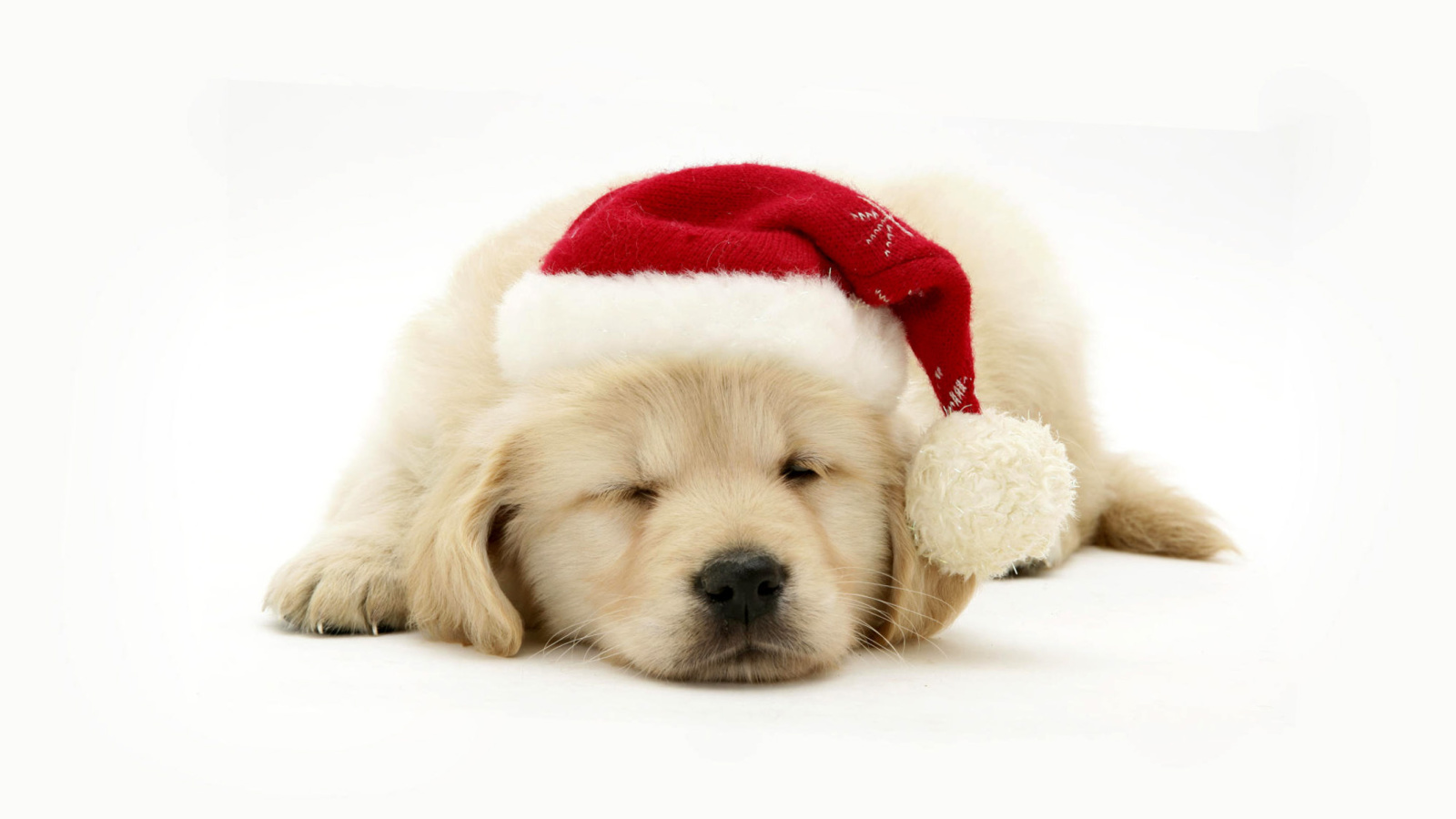 Fondo de pantalla Christmas Dog 1600x900