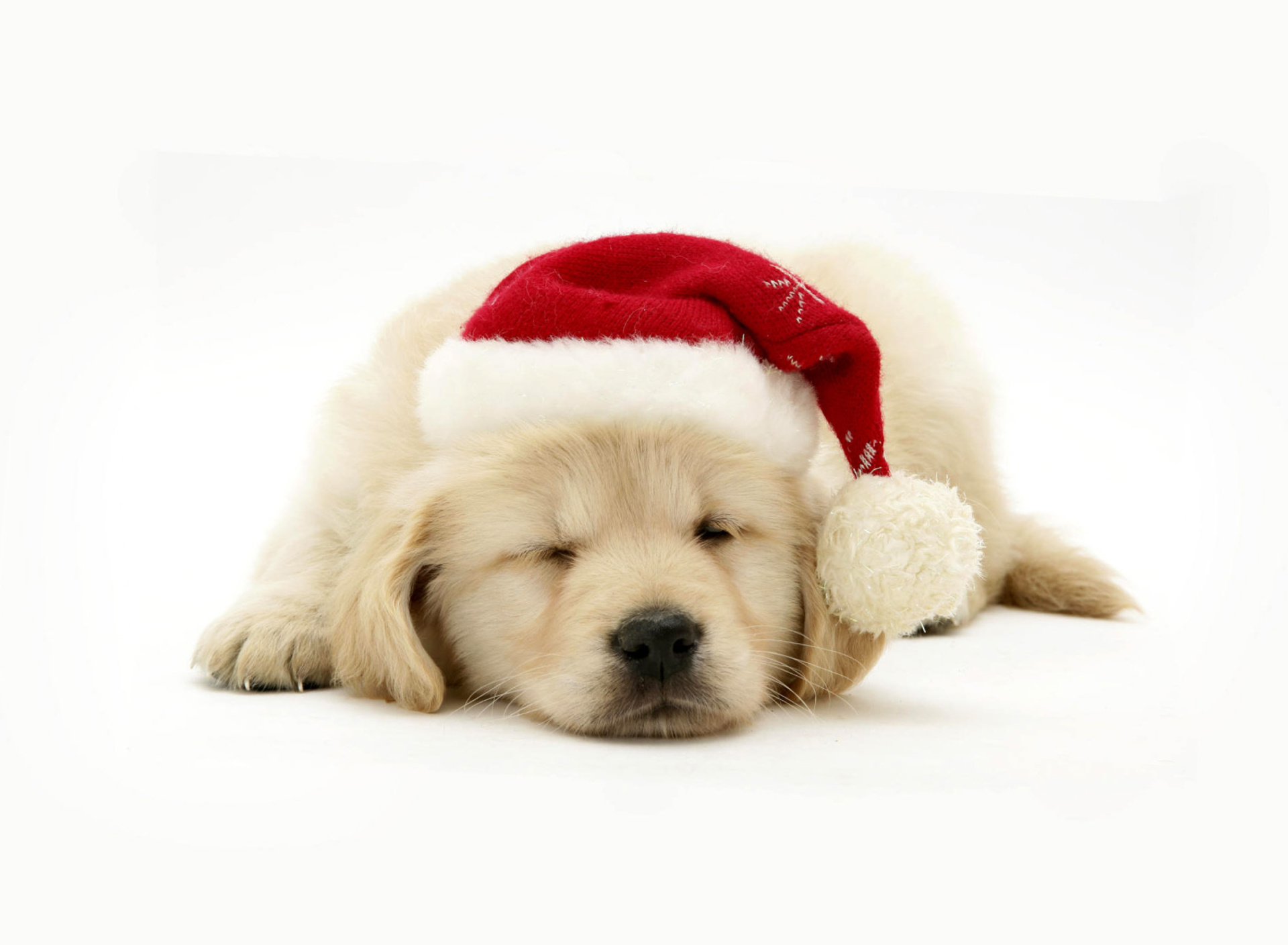 Christmas Dog wallpaper 1920x1408