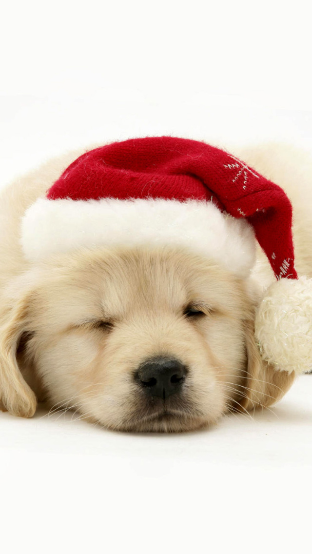Sfondi Christmas Dog 640x1136