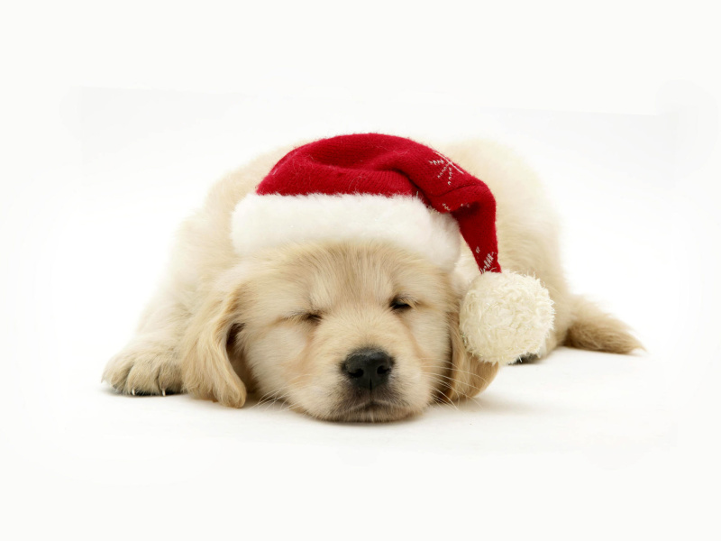 Christmas Dog screenshot #1 800x600