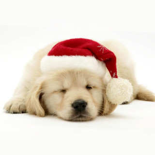 Kostenloses Christmas Dog Wallpaper für iPad Air