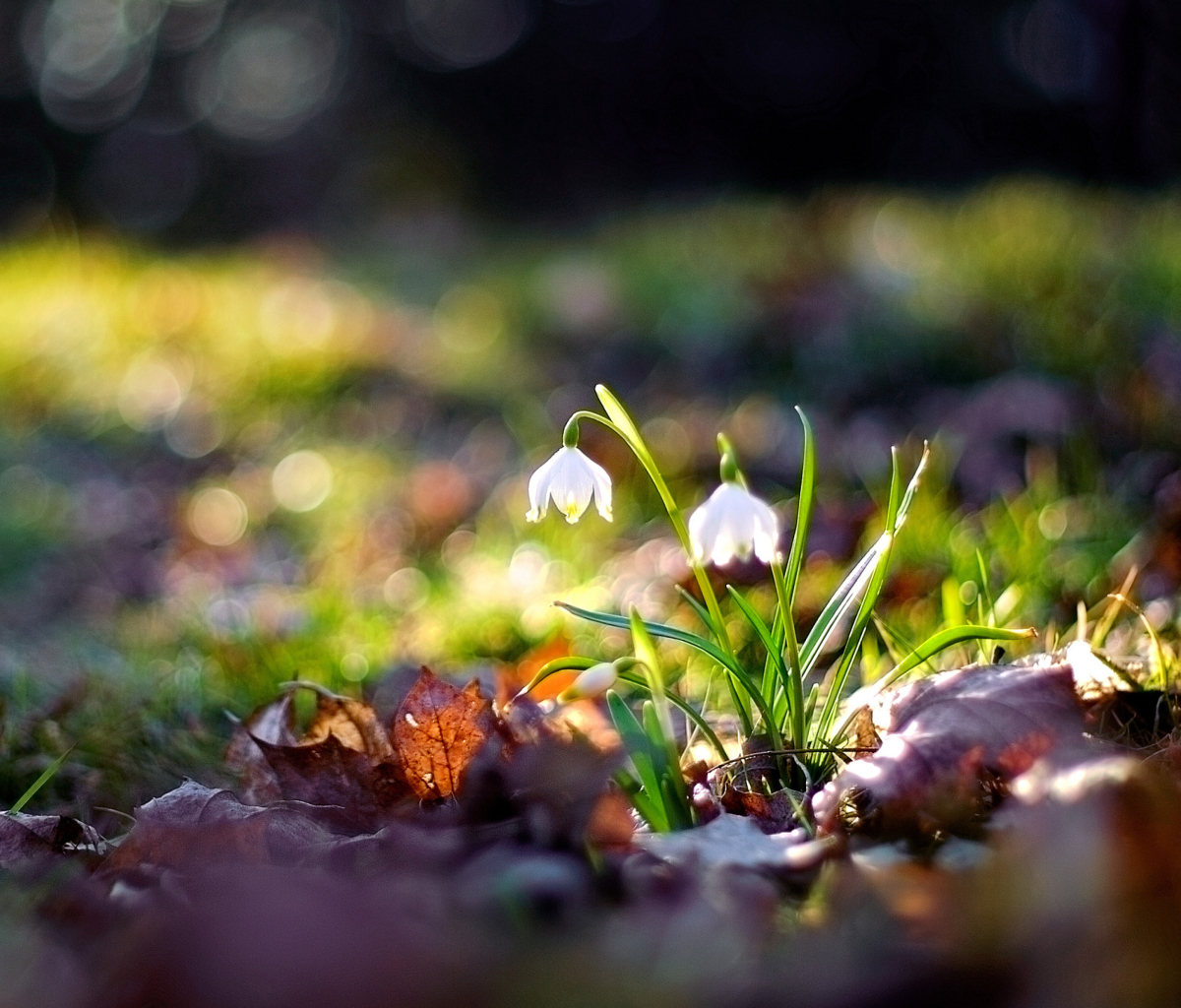 Das White Bellflowers And Beautiful Bokeh Wallpaper 1200x1024