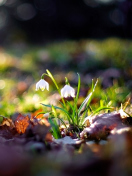 White Bellflowers And Beautiful Bokeh wallpaper 132x176