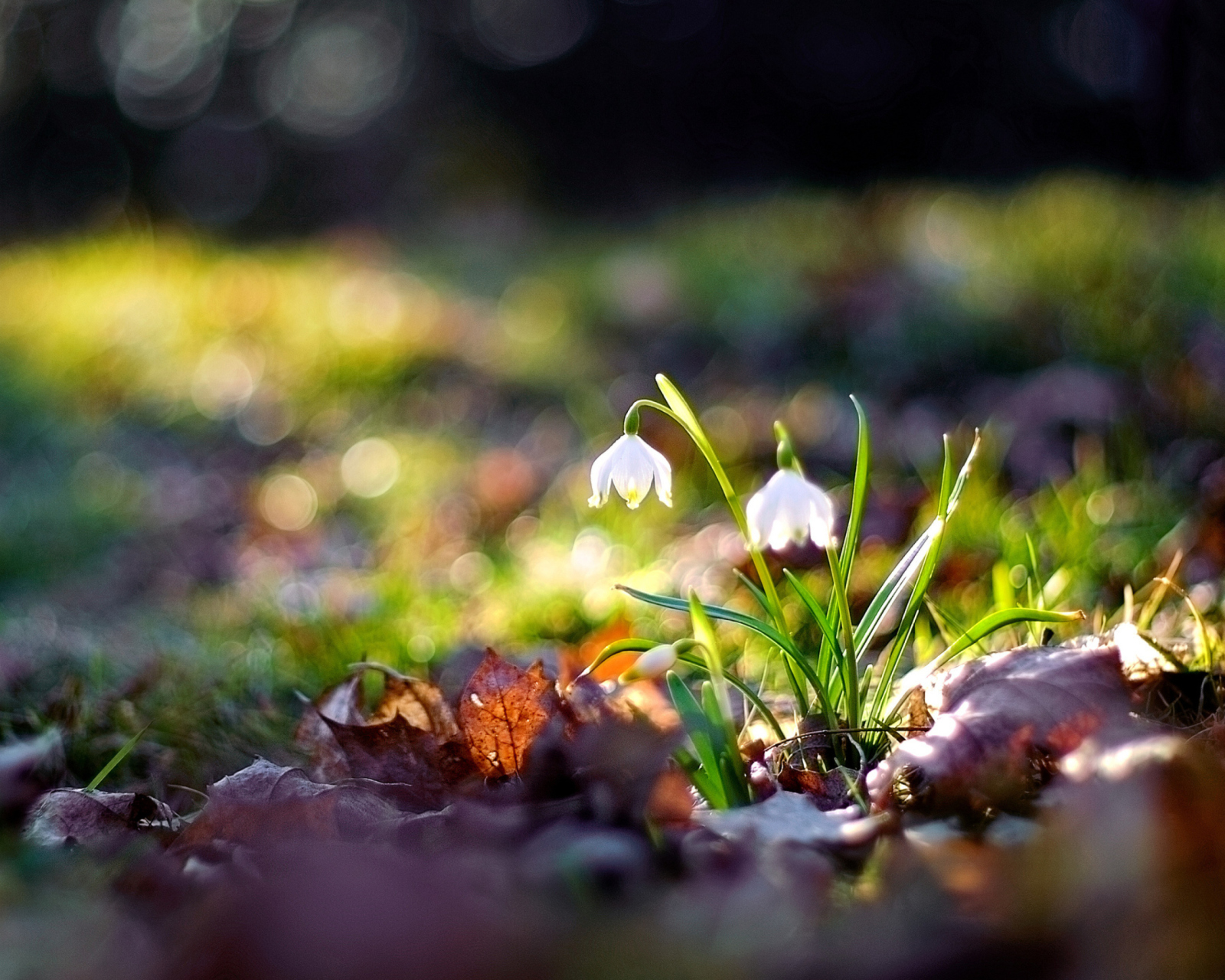 Das White Bellflowers And Beautiful Bokeh Wallpaper 1600x1280