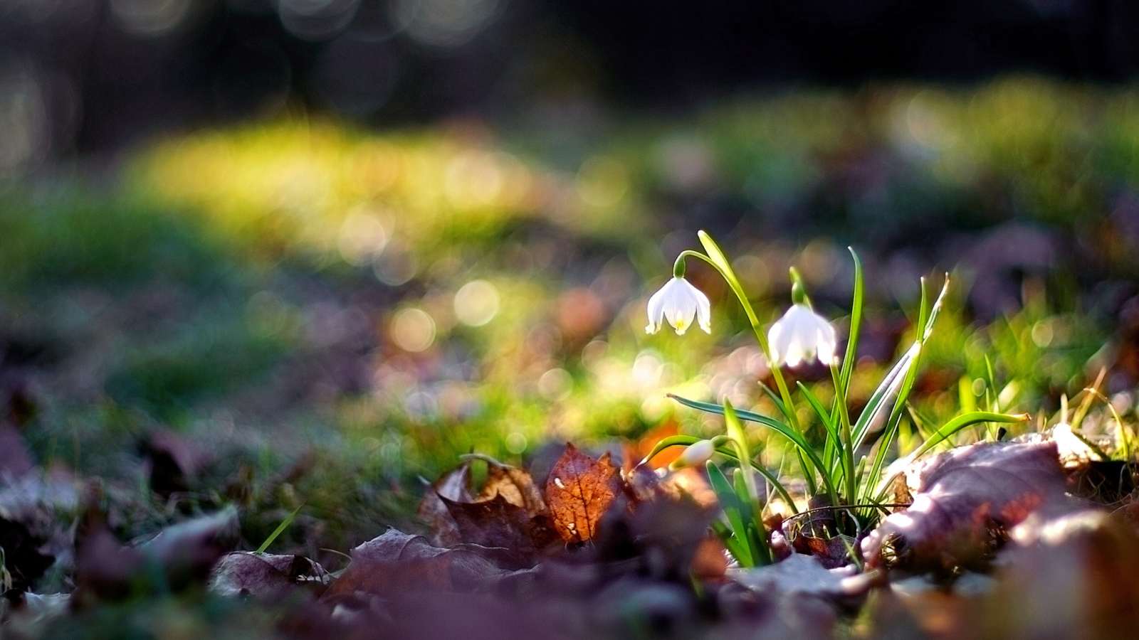 White Bellflowers And Beautiful Bokeh screenshot #1 1600x900