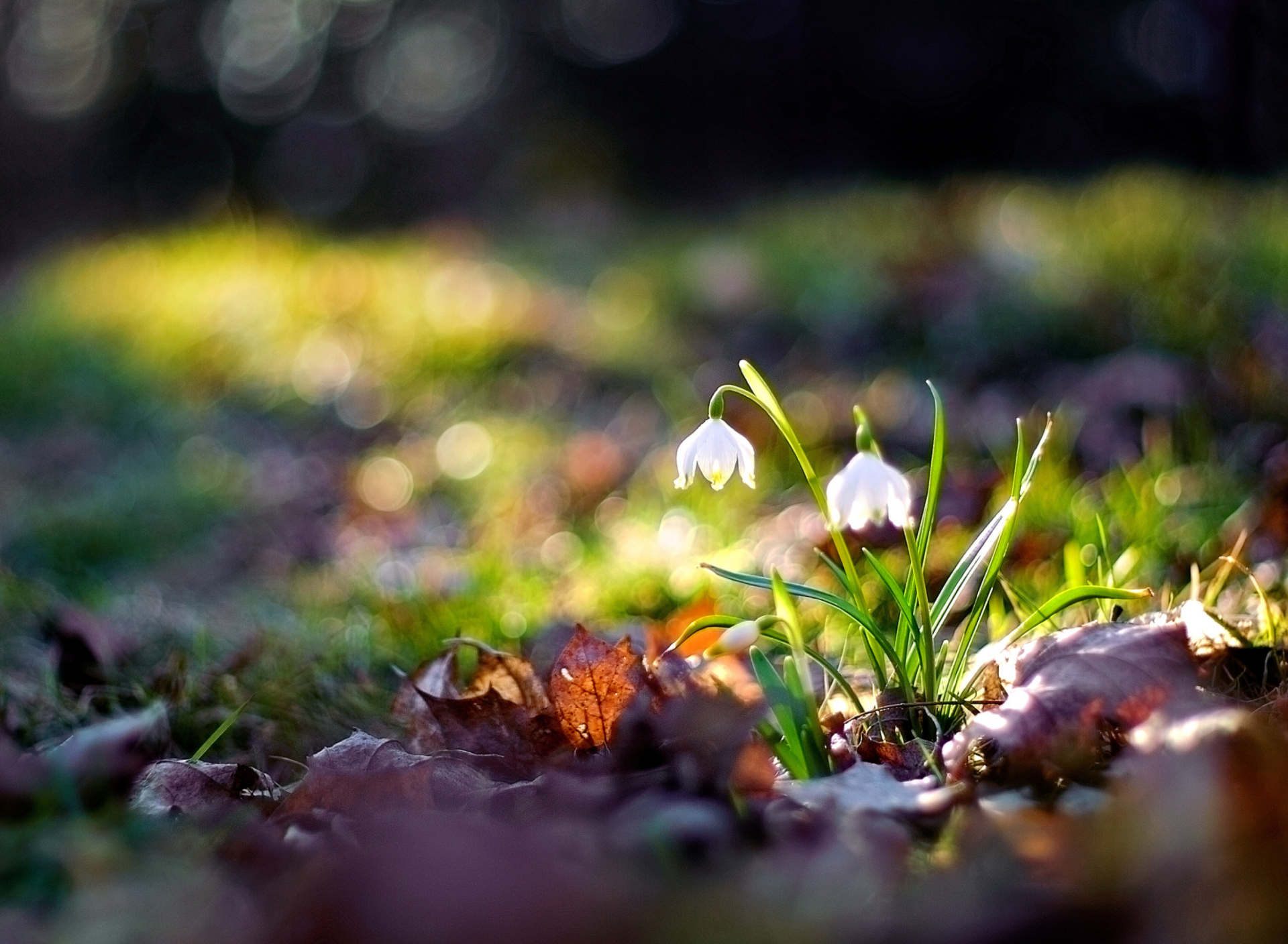 Обои White Bellflowers And Beautiful Bokeh 1920x1408