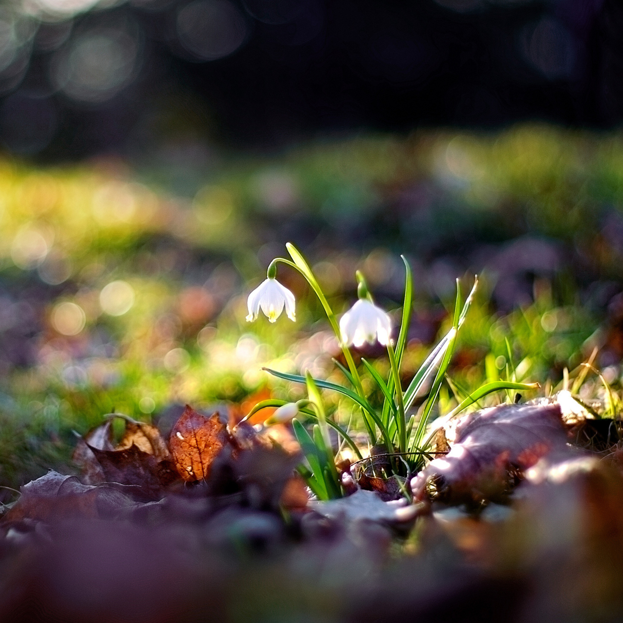 White Bellflowers And Beautiful Bokeh screenshot #1 2048x2048