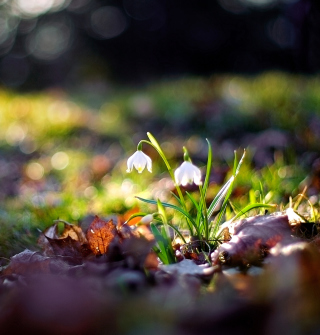 White Bellflowers And Beautiful Bokeh - Fondos de pantalla gratis para iPad 2