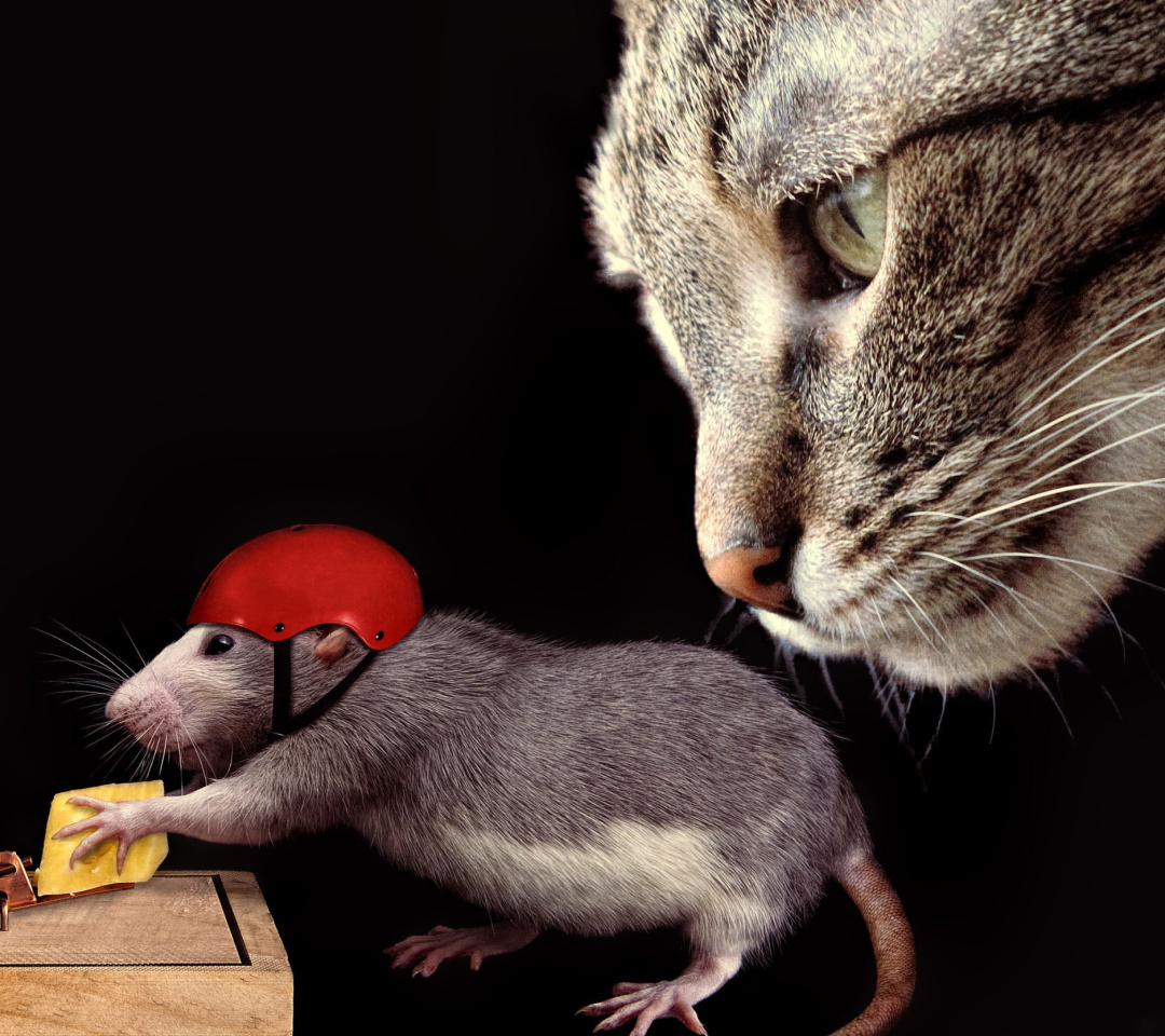 Cat, mouse and mousetrap wallpaper 1080x960
