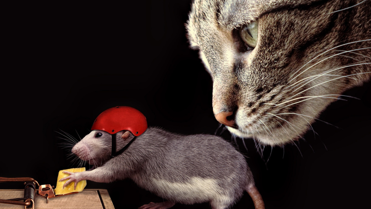Fondo de pantalla Cat, mouse and mousetrap 1280x720