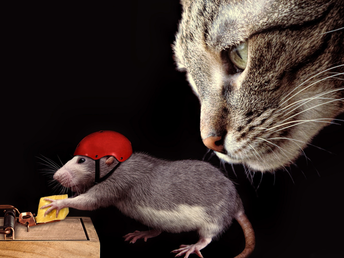 Cat, mouse and mousetrap wallpaper 1400x1050