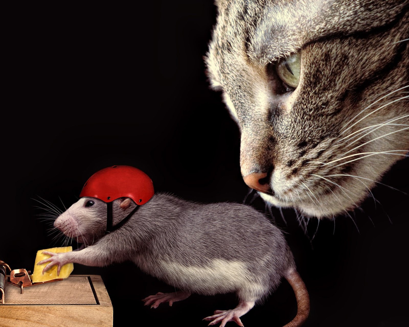 Cat, mouse and mousetrap wallpaper 1600x1280