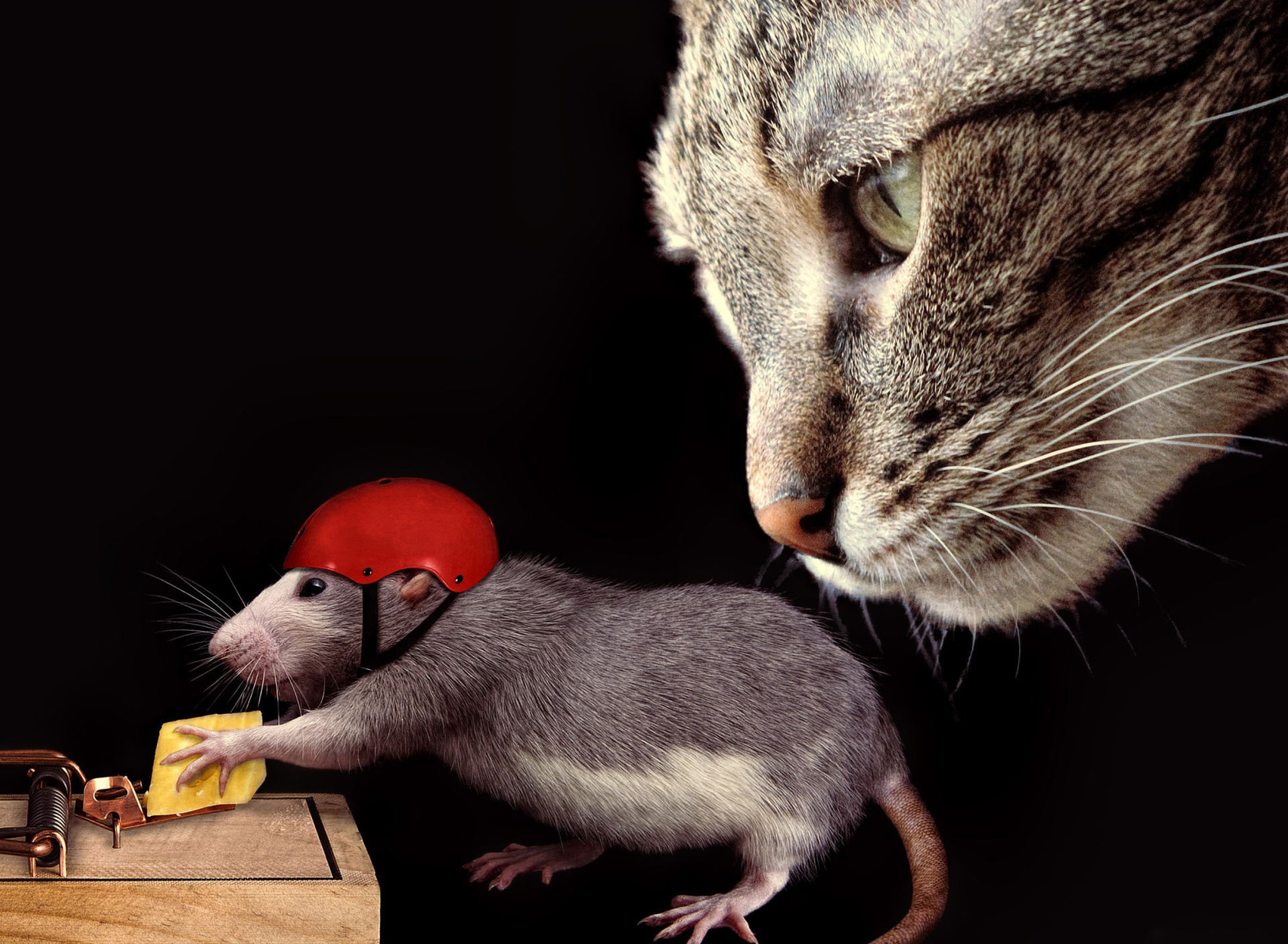 Обои Cat, mouse and mousetrap 1920x1408