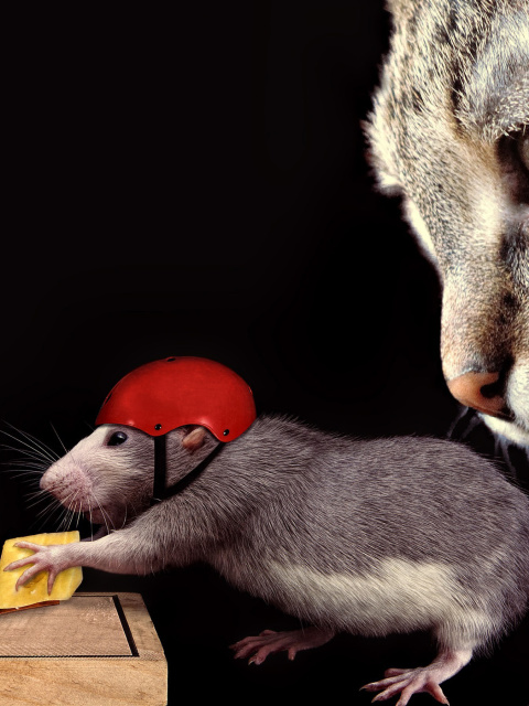 Cat, mouse and mousetrap wallpaper 480x640