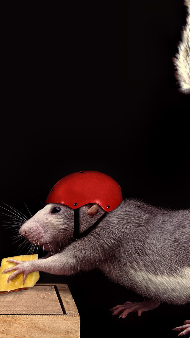 Das Cat, mouse and mousetrap Wallpaper 640x1136