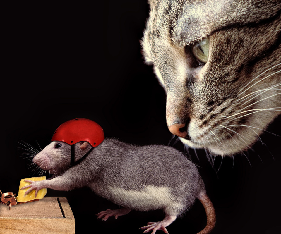 Cat, mouse and mousetrap wallpaper 960x800