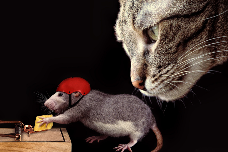 Cat, mouse and mousetrap wallpaper