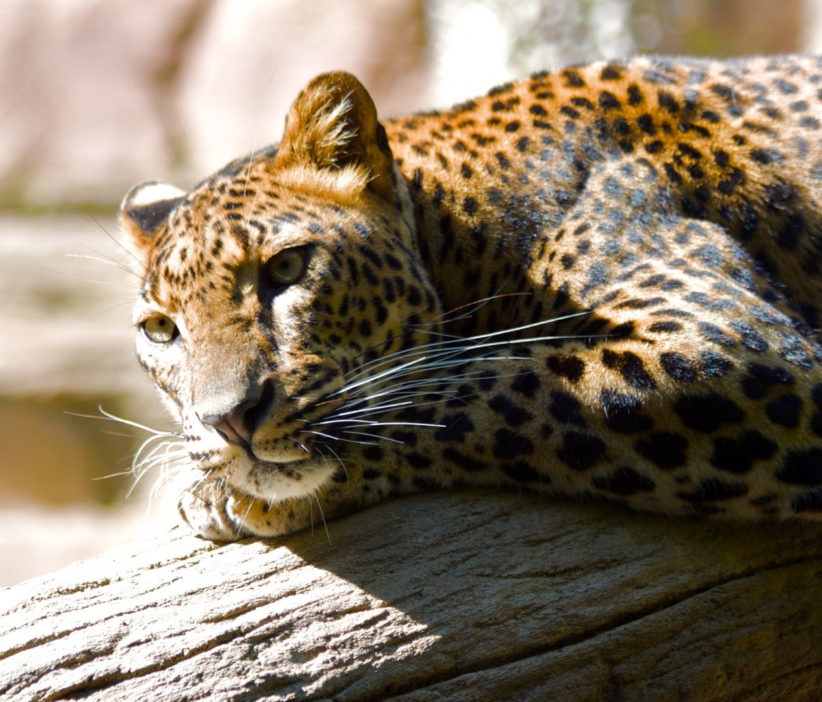 Das Leopard Resting Wallpaper 1200x1024