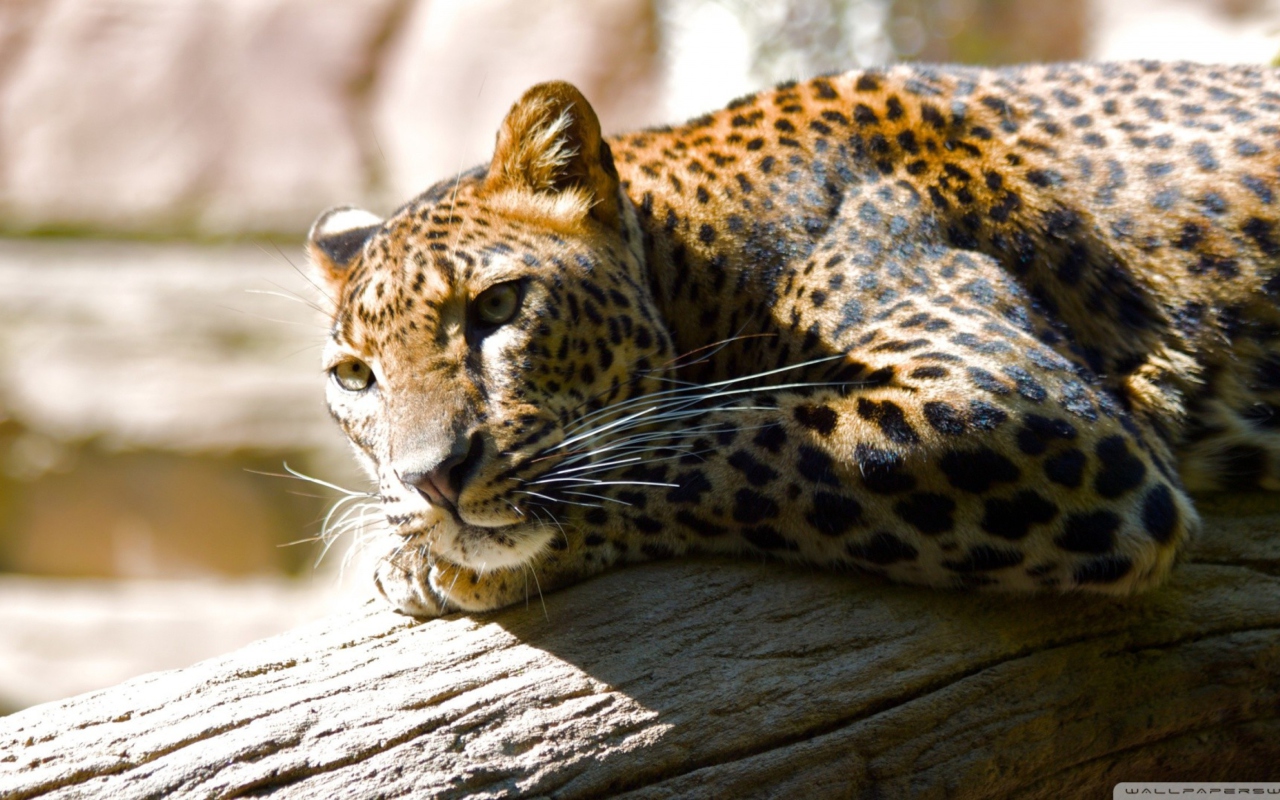 Leopard Resting wallpaper 1280x800