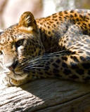 Обои Leopard Resting 128x160